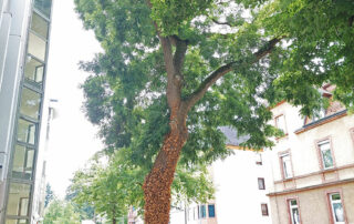 Bäume brauchen versickerungsoffene Baumscheiben.