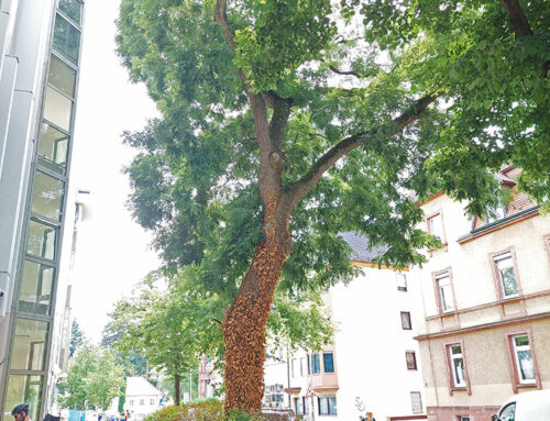 Bäume erhalten unsere Lebensqualität